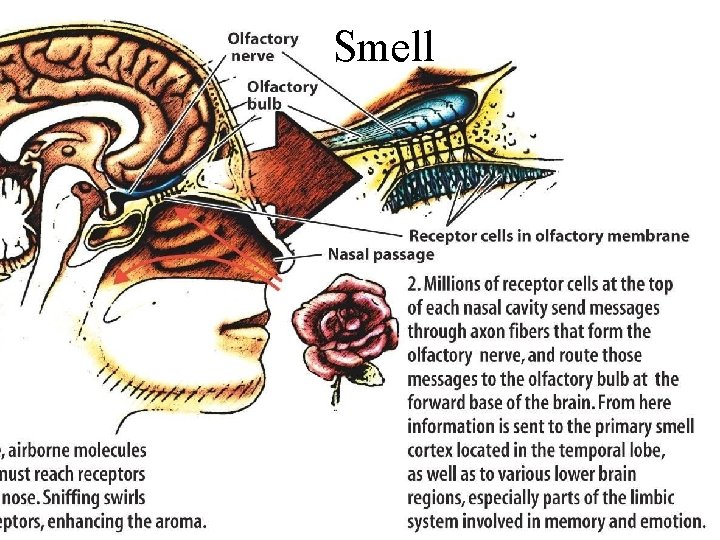 Smell 