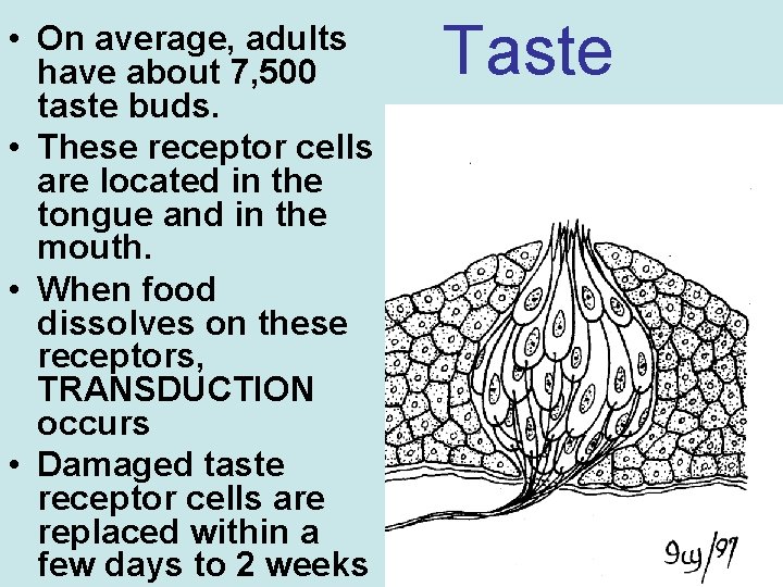  • On average, adults have about 7, 500 taste buds. • These receptor