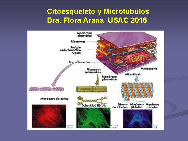 Citoesqueleto y Microtubulos Dra. Flora Arana USAC 2016 