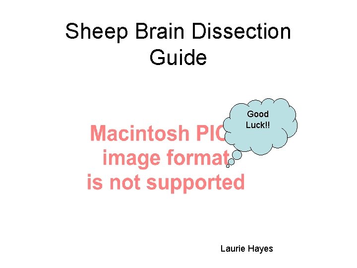 Sheep Brain Dissection Guide Good Luck!! Laurie Hayes 