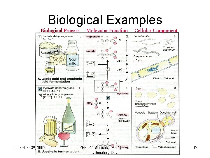 Biological Examples Biological Process November 29, 2007 Molecular Function EPP 245 Statistical Analysis of