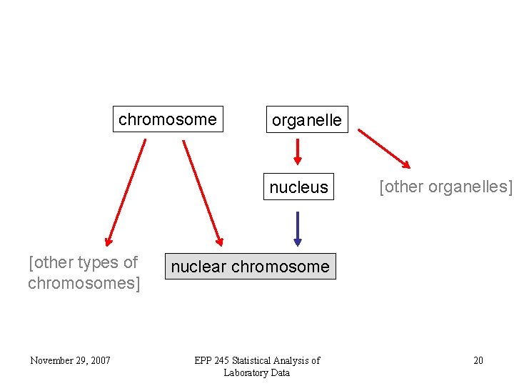 chromosome organelle nucleus [other types of chromosomes] November 29, 2007 [other organelles] nuclear chromosome