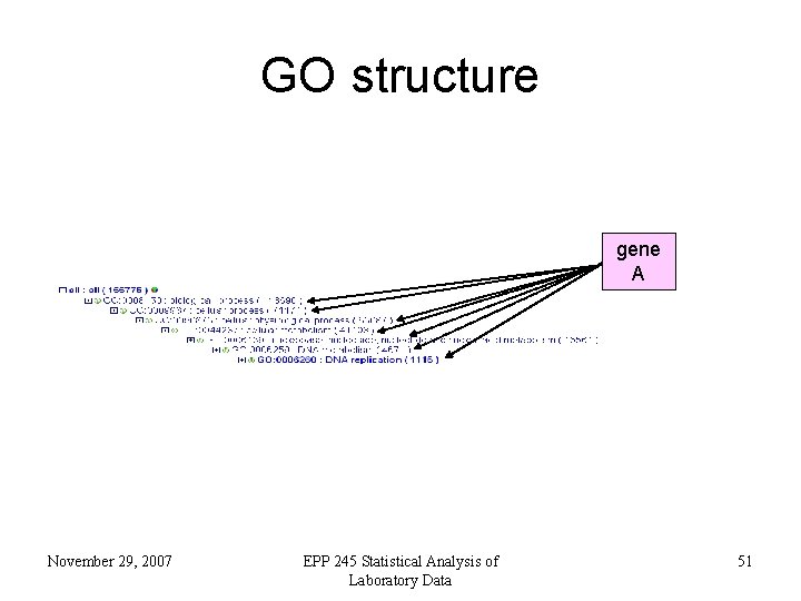 GO structure gene A November 29, 2007 EPP 245 Statistical Analysis of Laboratory Data