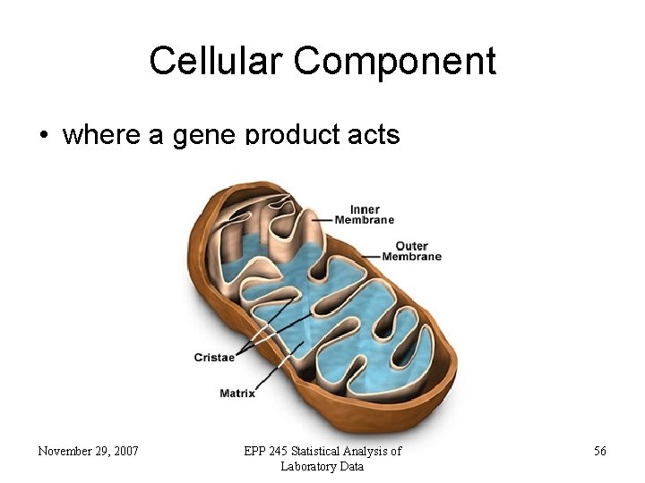 Cellular Component • where a gene product acts November 29, 2007 EPP 245 Statistical