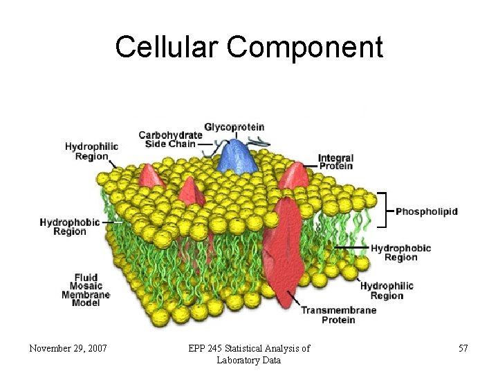 Cellular Component November 29, 2007 EPP 245 Statistical Analysis of Laboratory Data 57 