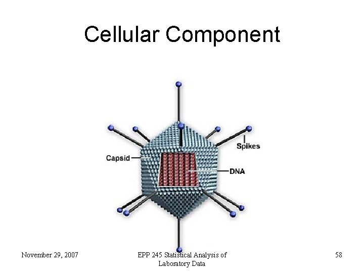 Cellular Component November 29, 2007 EPP 245 Statistical Analysis of Laboratory Data 58 