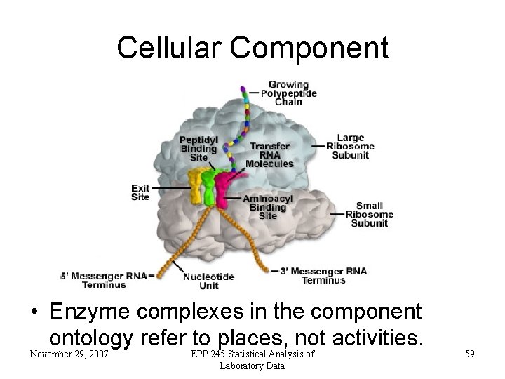 Cellular Component • Enzyme complexes in the component ontology refer to places, not activities.