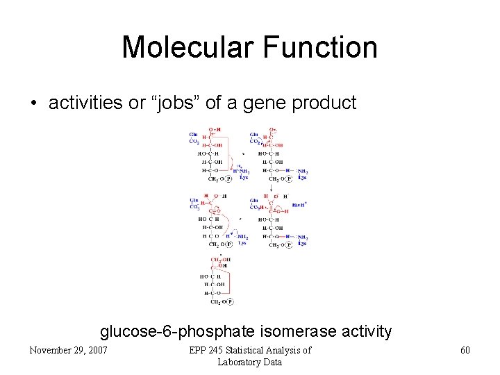 Molecular Function • activities or “jobs” of a gene product glucose-6 -phosphate isomerase activity