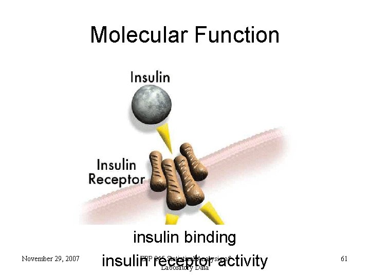 Molecular Function November 29, 2007 insulin binding EPP 245 Statistical Analysis of insulin receptor