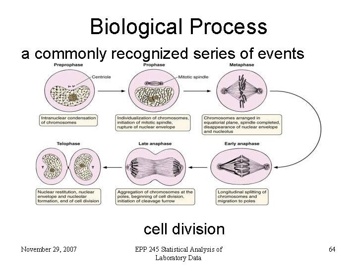 Biological Process a commonly recognized series of events cell division November 29, 2007 EPP