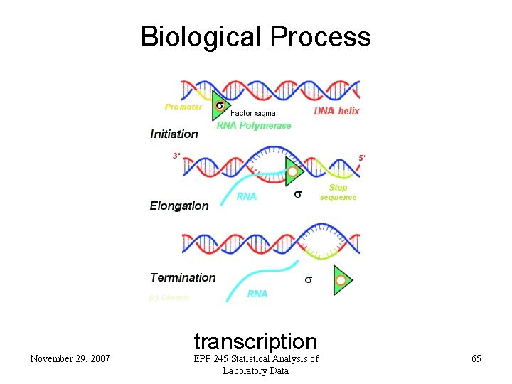 Biological Process November 29, 2007 transcription EPP 245 Statistical Analysis of Laboratory Data 65