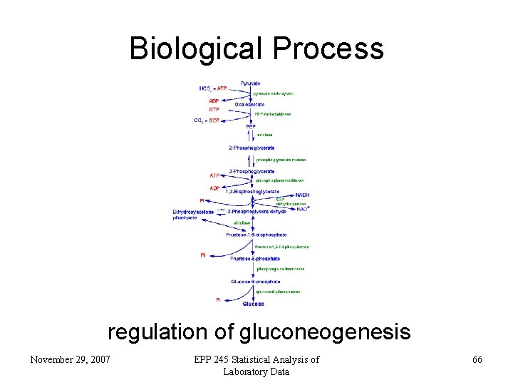 Biological Process regulation of gluconeogenesis November 29, 2007 EPP 245 Statistical Analysis of Laboratory