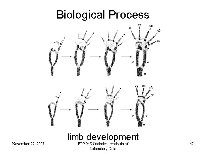 Biological Process November 29, 2007 limb development EPP 245 Statistical Analysis of Laboratory Data