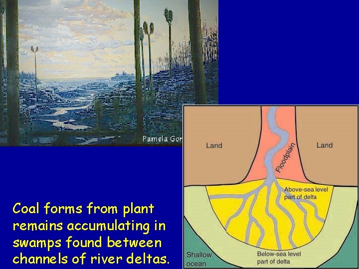 Coal forms from plant remains accumulating in swamps found between channels of river deltas.