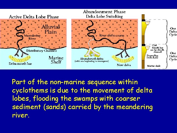 Part of the non-marine sequence within cyclothems is due to the movement of delta