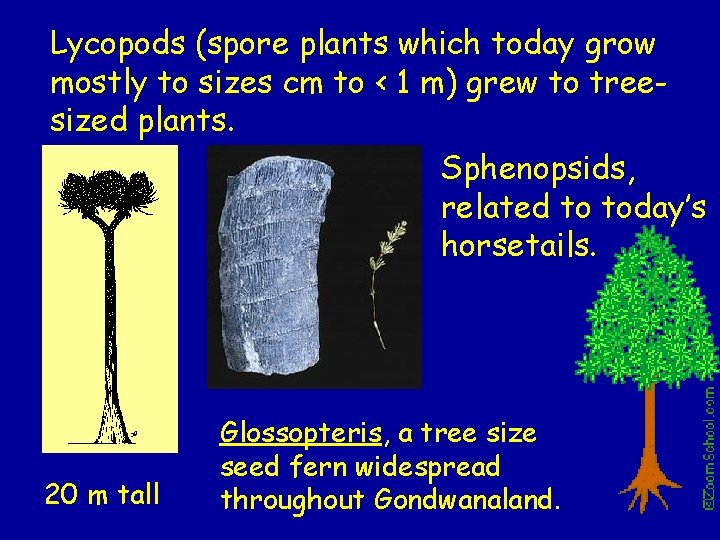 Lycopods (spore plants which today grow mostly to sizes cm to < 1 m)