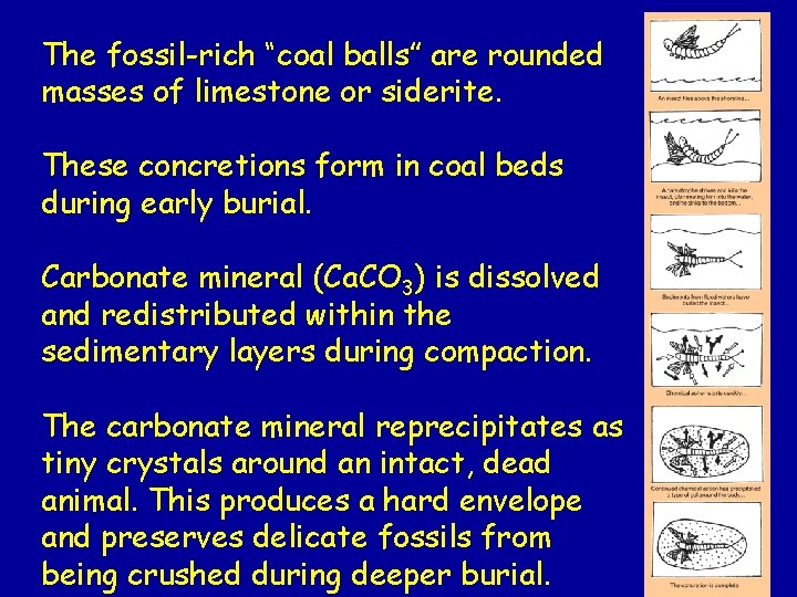 The fossil-rich “coal balls” are rounded masses of limestone or siderite. These concretions form