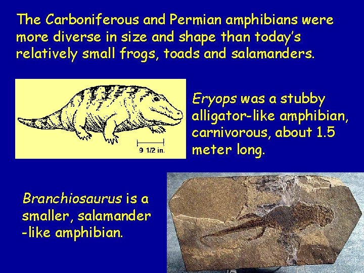 The Carboniferous and Permian amphibians were more diverse in size and shape than today’s