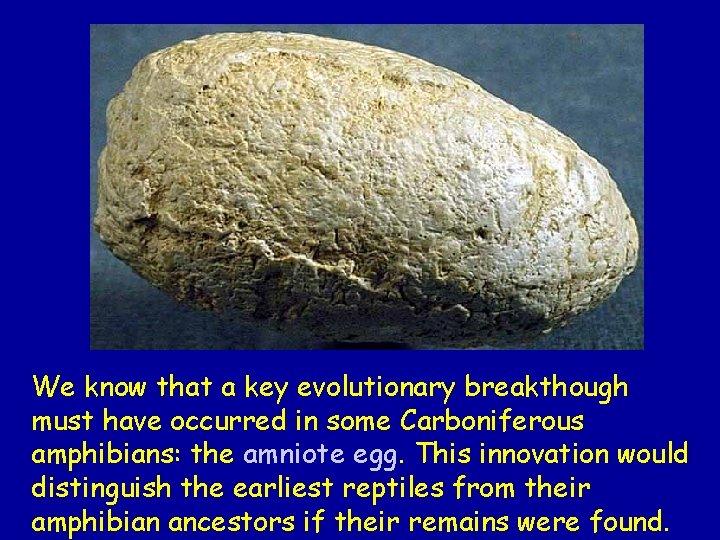 We know that a key evolutionary breakthough must have occurred in some Carboniferous amphibians:
