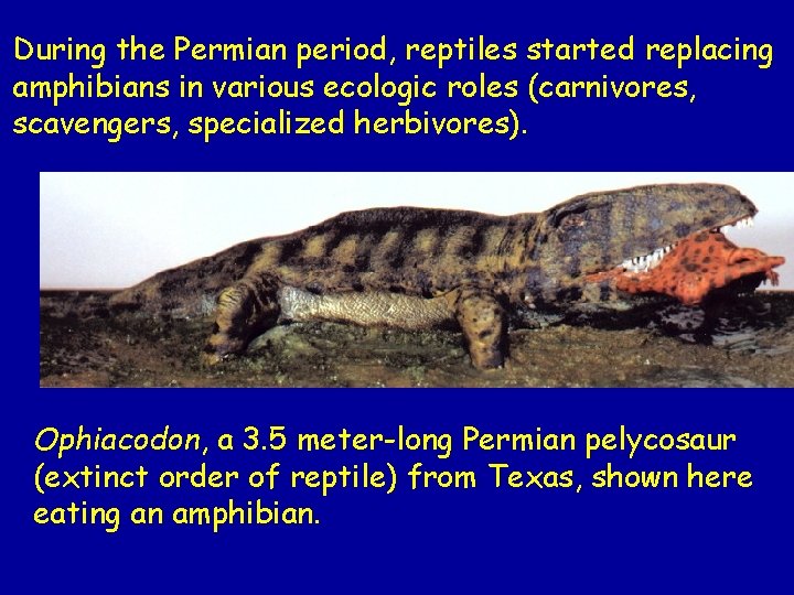 During the Permian period, reptiles started replacing amphibians in various ecologic roles (carnivores, scavengers,