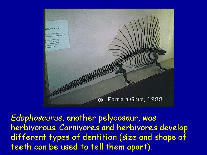 Edaphosaurus, another pelycosaur, was herbivorous. Carnivores and herbivores develop different types of dentition (size