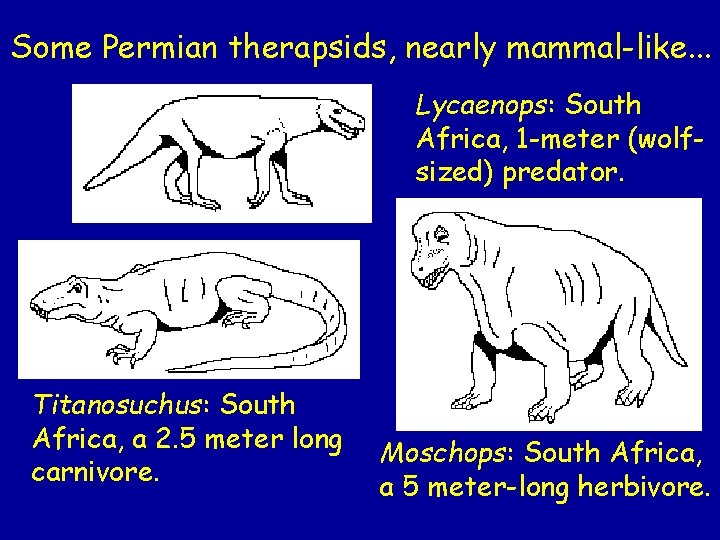 Some Permian therapsids, nearly mammal-like. . . Lycaenops: South Africa, 1 -meter (wolfsized) predator.