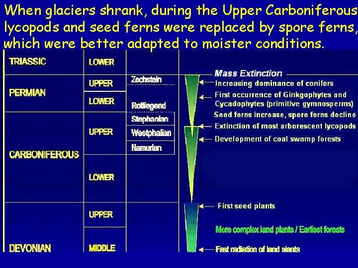 When glaciers shrank, during the Upper Carboniferous, lycopods and seed ferns were replaced by