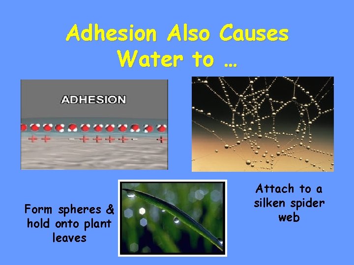 Adhesion Also Causes Water to … Form spheres & hold onto plant leaves Attach