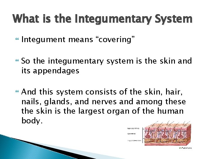 What is the Integumentary System Integument means “covering” So the integumentary system is the
