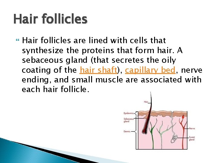 Hair follicles are lined with cells that synthesize the proteins that form hair. A