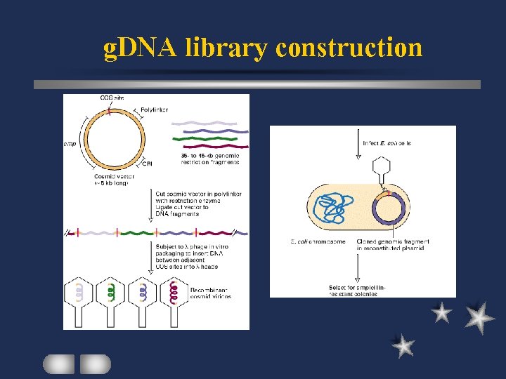g. DNA library construction 