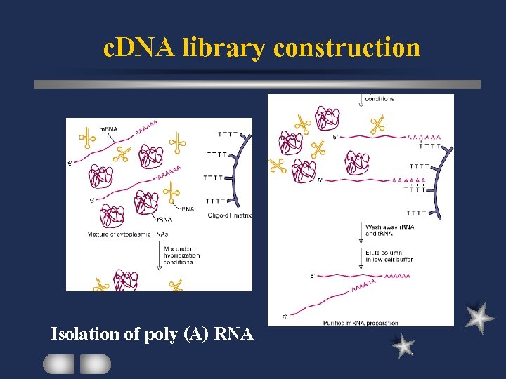 c. DNA library construction Isolation of poly (A) RNA 