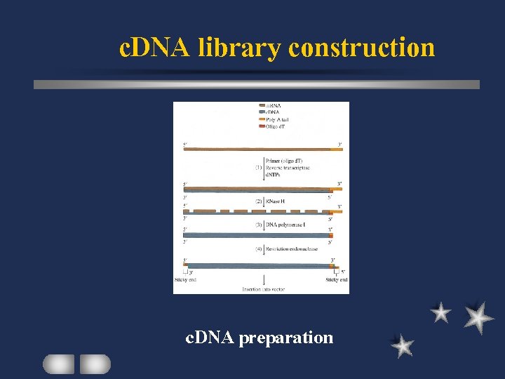 c. DNA library construction c. DNA preparation 