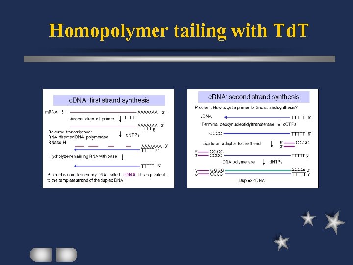 Homopolymer tailing with Td. T 