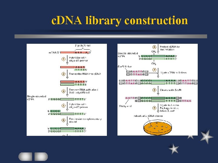 c. DNA library construction 
