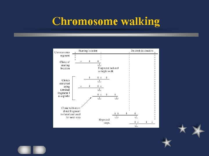 Chromosome walking 