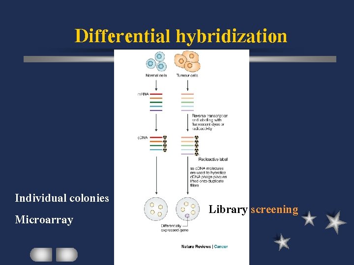 Differential hybridization Individual colonies Microarray Library screening 