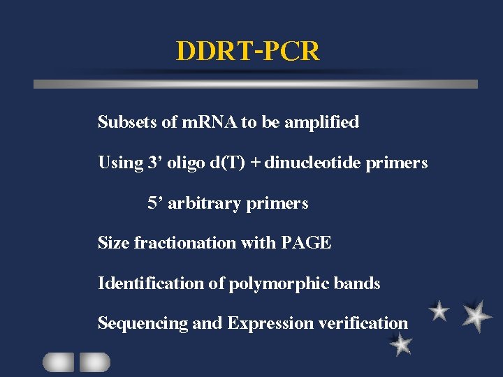 DDRT-PCR Subsets of m. RNA to be amplified Using 3’ oligo d(T) + dinucleotide