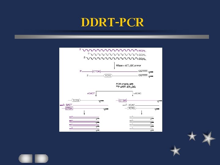 DDRT-PCR 