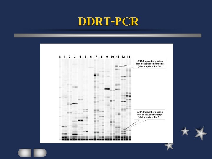 DDRT-PCR 