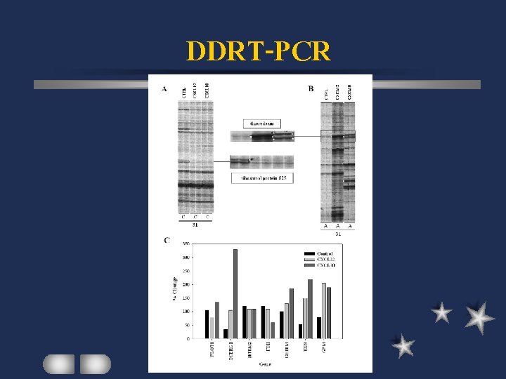 DDRT-PCR 