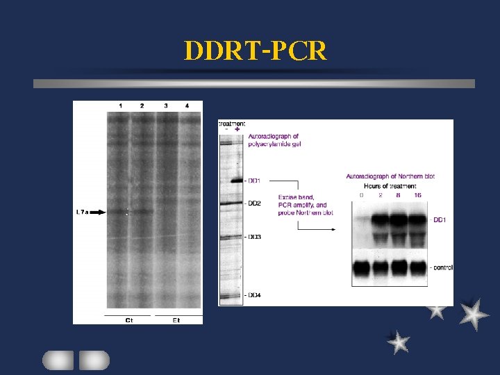 DDRT-PCR 