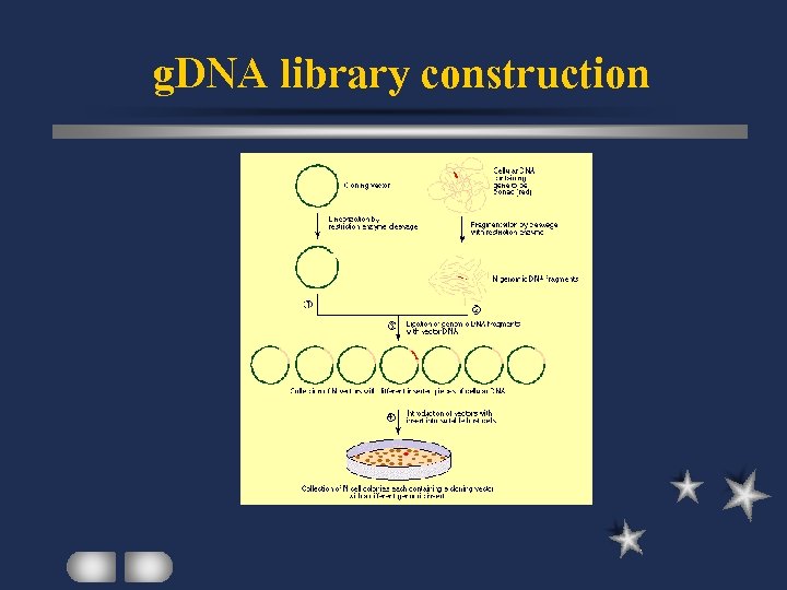 g. DNA library construction 