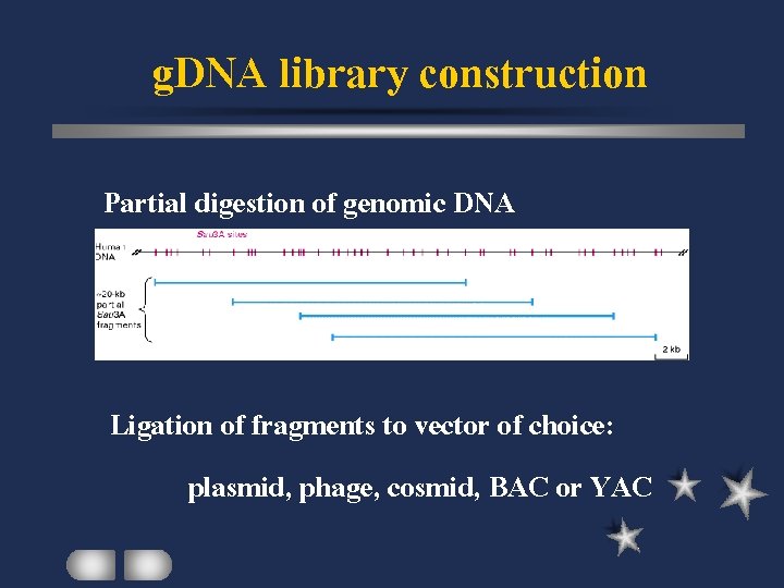 g. DNA library construction Partial digestion of genomic DNA Ligation of fragments to vector