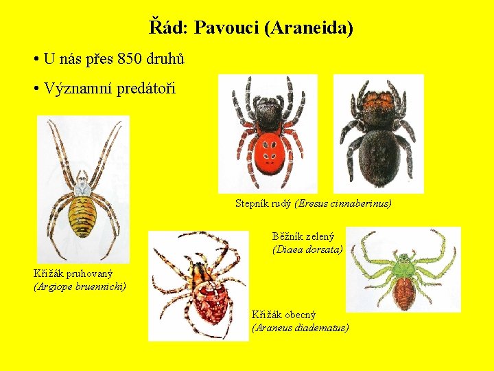 Řád: Pavouci (Araneida) • U nás přes 850 druhů • Významní predátoři Stepník rudý