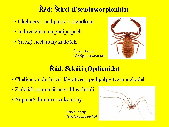 Řád: Štírci (Pseudoscorpionida) • Chelicery i pedipalpy s klepítkem • Jedová žláza na pedipalpách