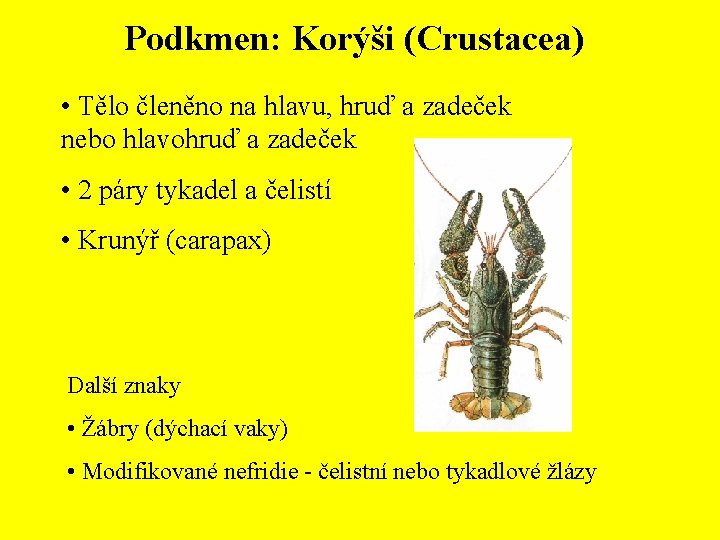 Podkmen: Korýši (Crustacea) • Tělo členěno na hlavu, hruď a zadeček nebo hlavohruď a