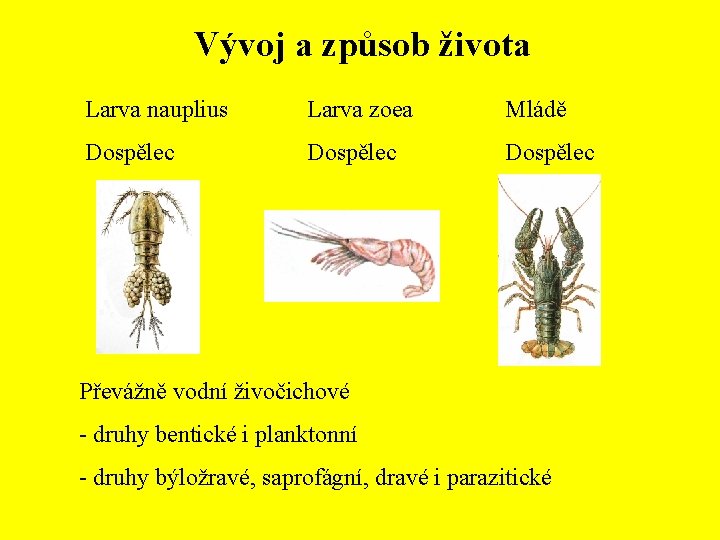 Vývoj a způsob života Larva nauplius Larva zoea Mládě Dospělec Převážně vodní živočichové -