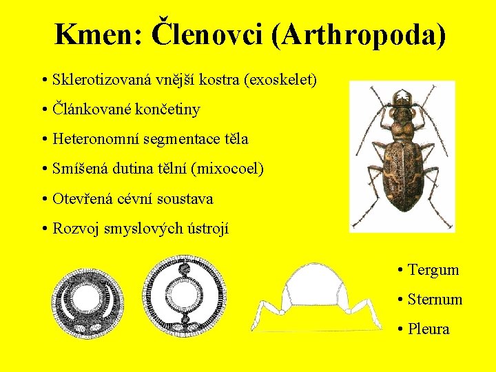 Kmen: Členovci (Arthropoda) • Sklerotizovaná vnější kostra (exoskelet) • Článkované končetiny • Heteronomní segmentace