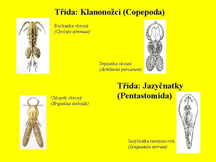 Třída: Klanonožci (Copepoda) Buchanka obecná (Cyclops strenuus) Sepnutka okouní (Achtheres percarum) Chlopek obecný (Ergasilus